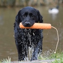 Labrador pup with Dokken superdummy